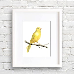 Canary Art Print - Yellow Bird - Animal Art - Wall Decor - Watercolor Painting