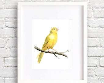 Canary Art Print - Yellow Bird - Animal Art - Wall Decor - Watercolor Painting