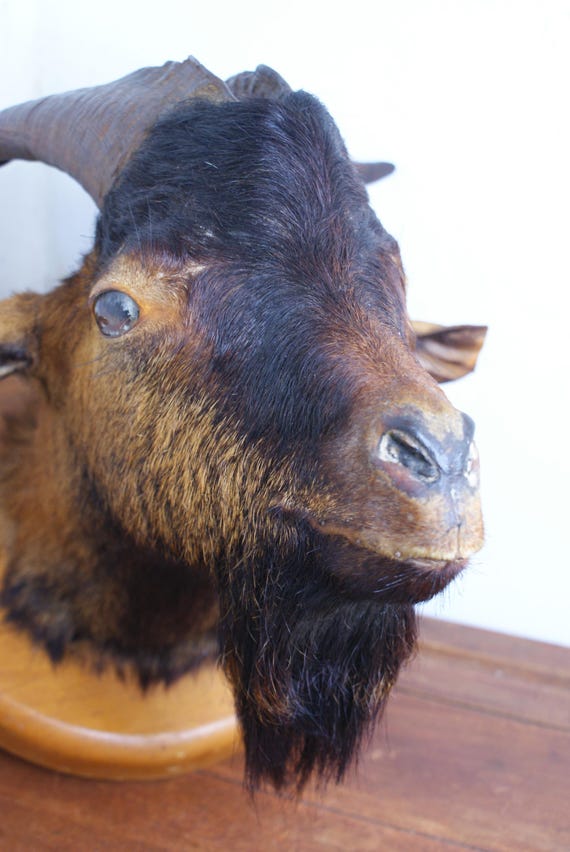 Taxidermy Goat Head Mount