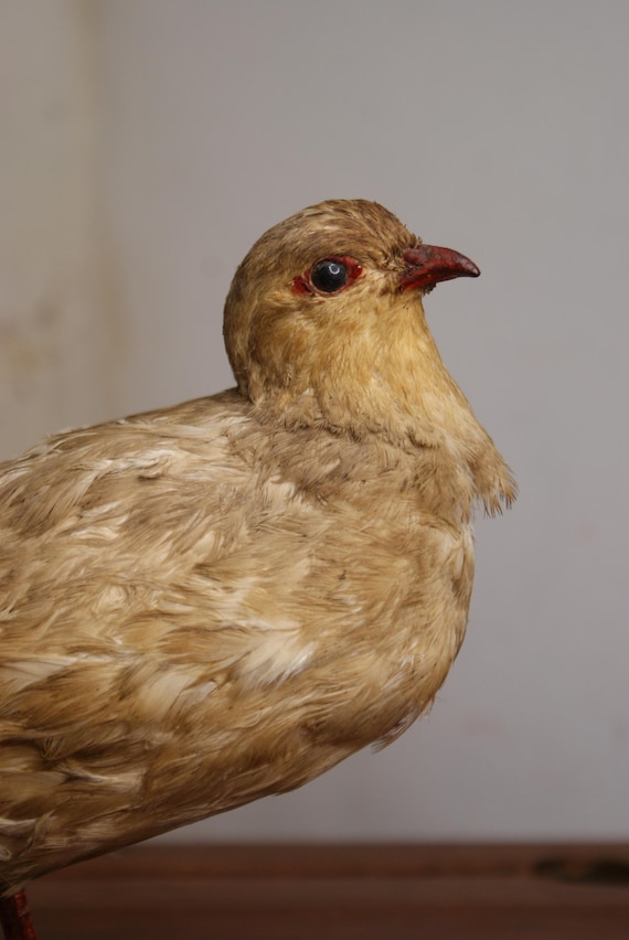 Antique Victorian Taxidermy Grey Partridge