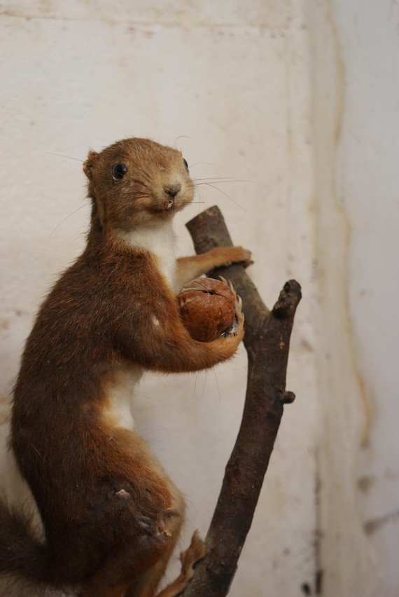 Antique French Taxidermy Squirrel