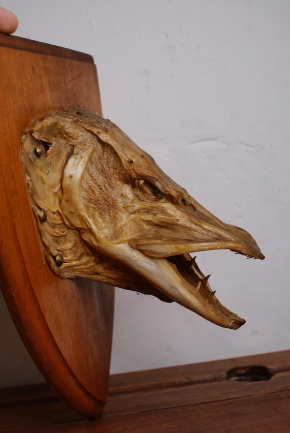 Mid Century Taxidermy Pike Head Mount