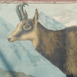 German School Educational Poster Circa 1890 Depicting a Chamois
