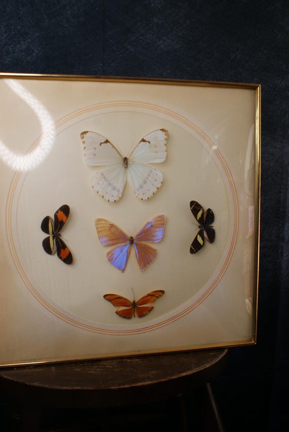 Vintage Mid Century Framed Taxidermy Butterfly Collection