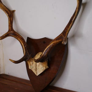 Large Mounted Red Deer Antlers