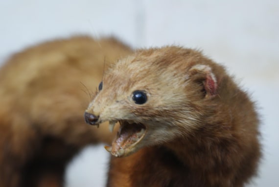 Victorian Wall Mounted Taxidermy Antique Ferret