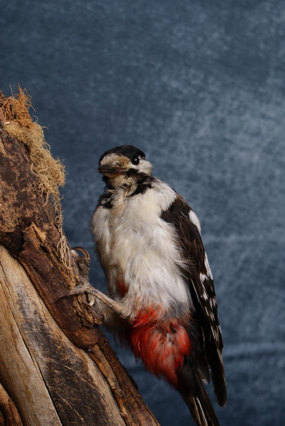Vintage Taxidermy Great Spotted Woodpecker