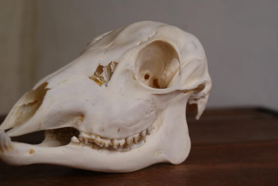 Whole Taxidermy Female Roe Deer Skull