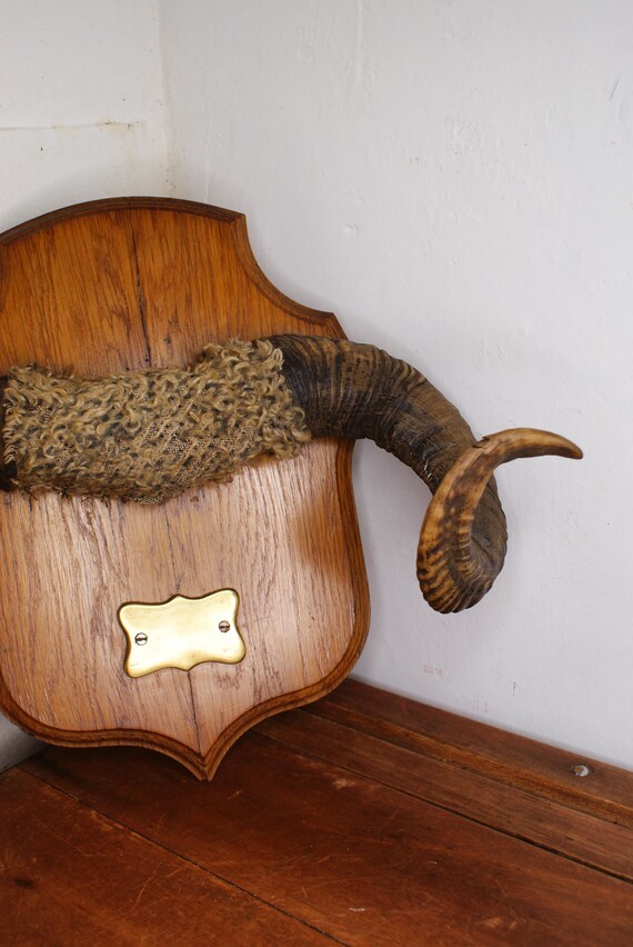 Shield Mounted Rams Horns