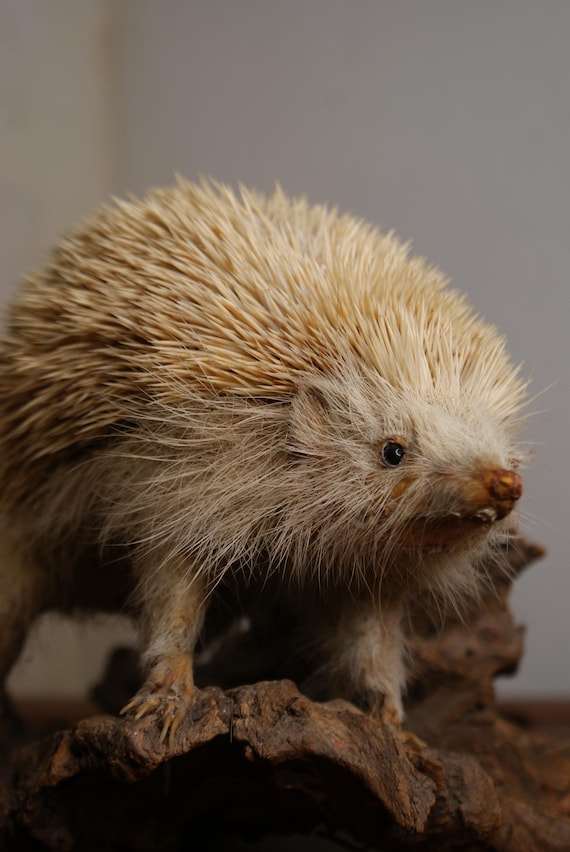 Antique Taxidermy Albino Hedgehog