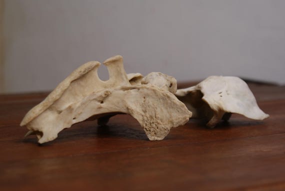 Sections of Fallow Deer Vertebrae