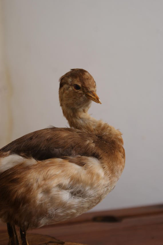Early 20th Century Taxidermy Little Grebe