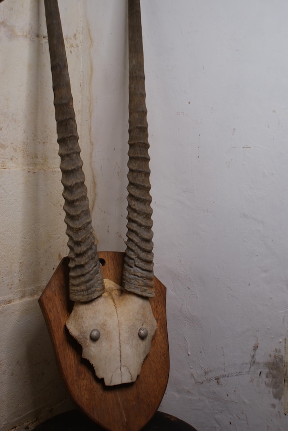 Vintage Mounted Oryx Horns