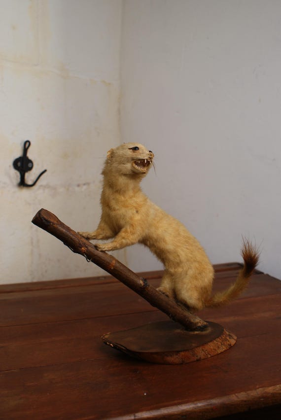 Antique Taxidermy Stoat