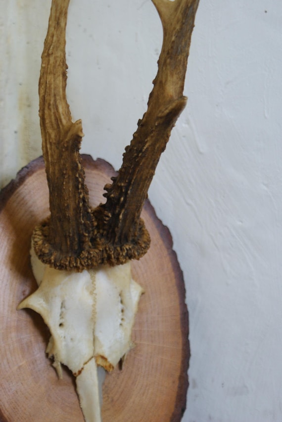 Vintage Mounted Roe Deer Antlers