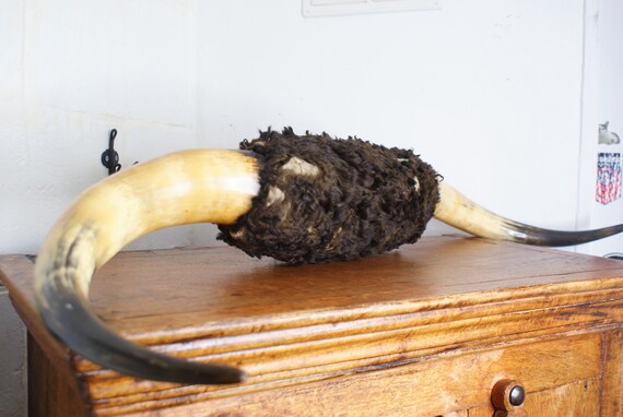 Early 20th Century Mounted Scottish Highland Cow Horns