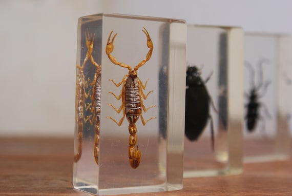 Encased Insect Specimen