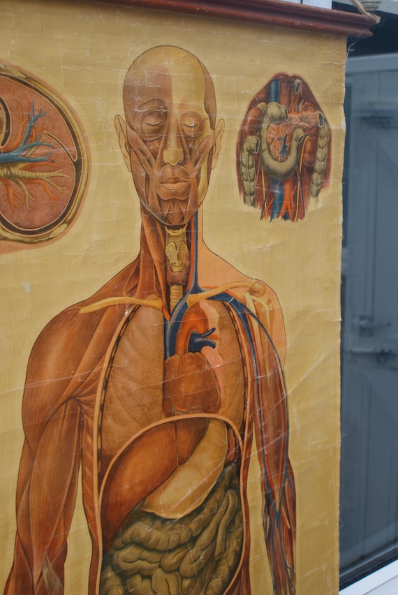 St John's Ambulance General Anatomy Poster Signed J. Teck, Circa 1940's