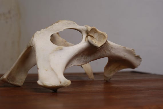 Fallow Deer Pelvic Bone