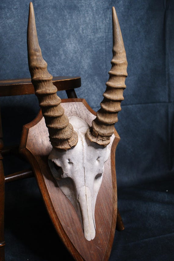 Mounted African Blesbok Horns