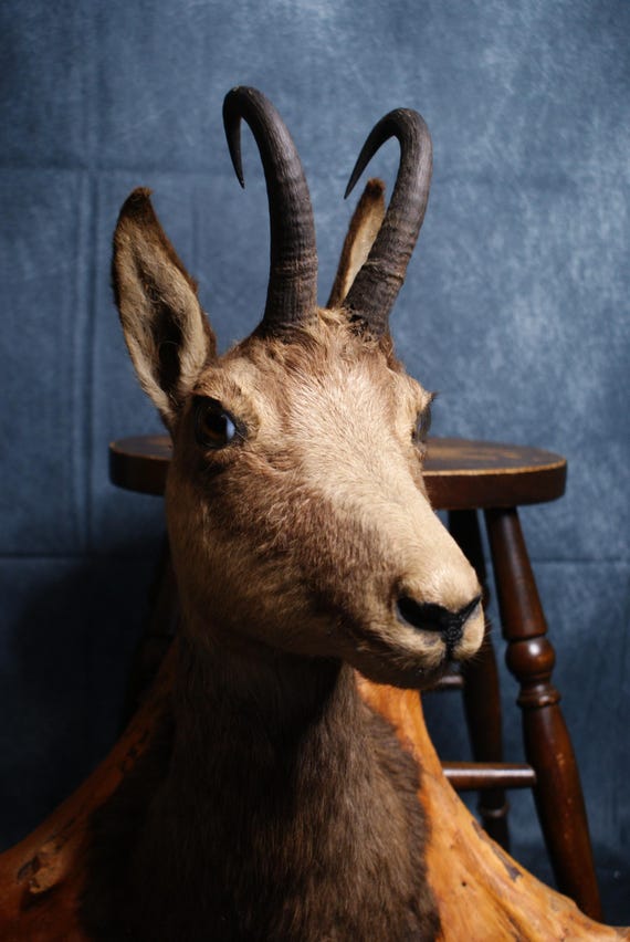 Antique Taxidermy Chamois