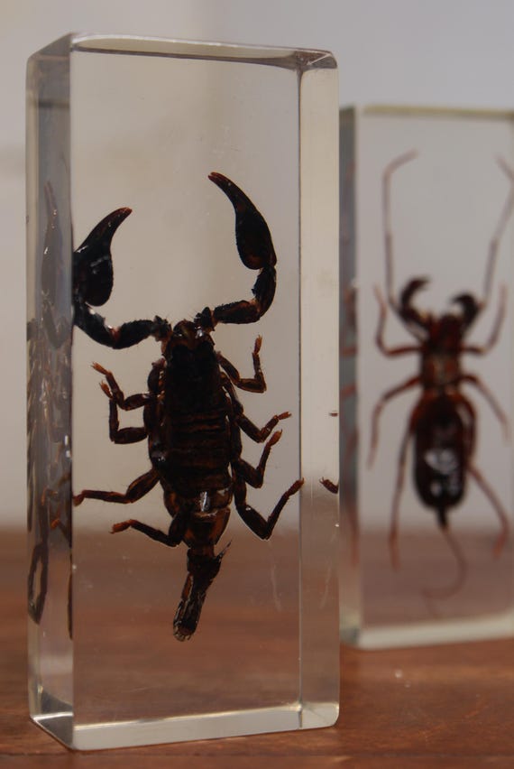 Encased Insect Specimen