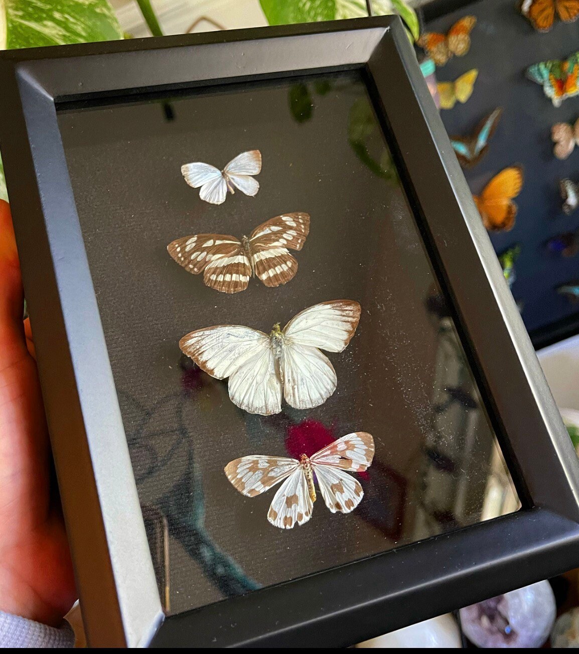Real Butterfly Frame Etsy