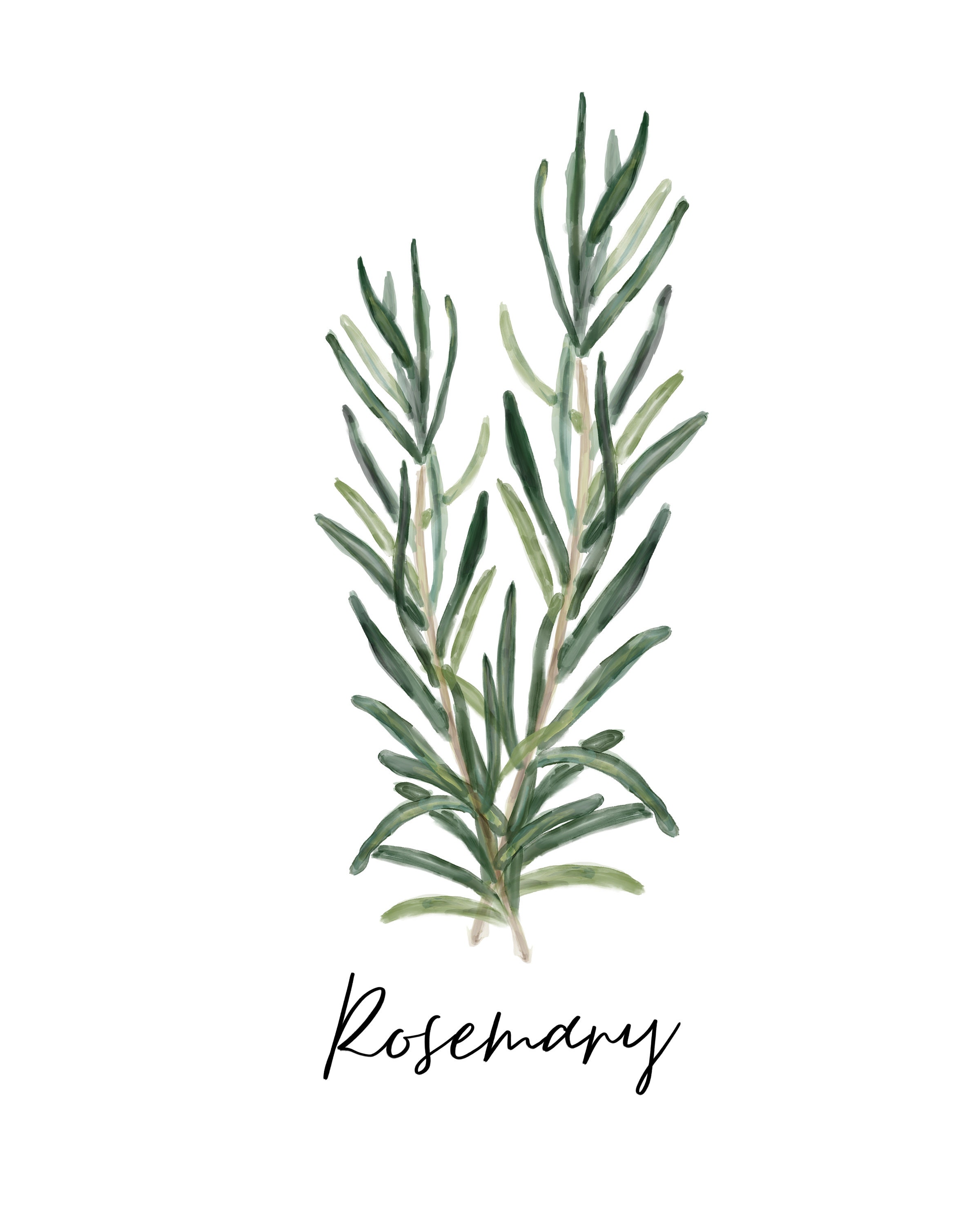 Rosemary Herb Print Watercolor Wall Art Home decor Etsy