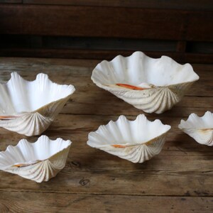 May include: A collection of five natural giant clam shells arranged in a group. Each shell features a scalloped, fluted edge with a smooth, off-white interior and a textured, ridged exterior surface showing subtle orange and tan color variations.