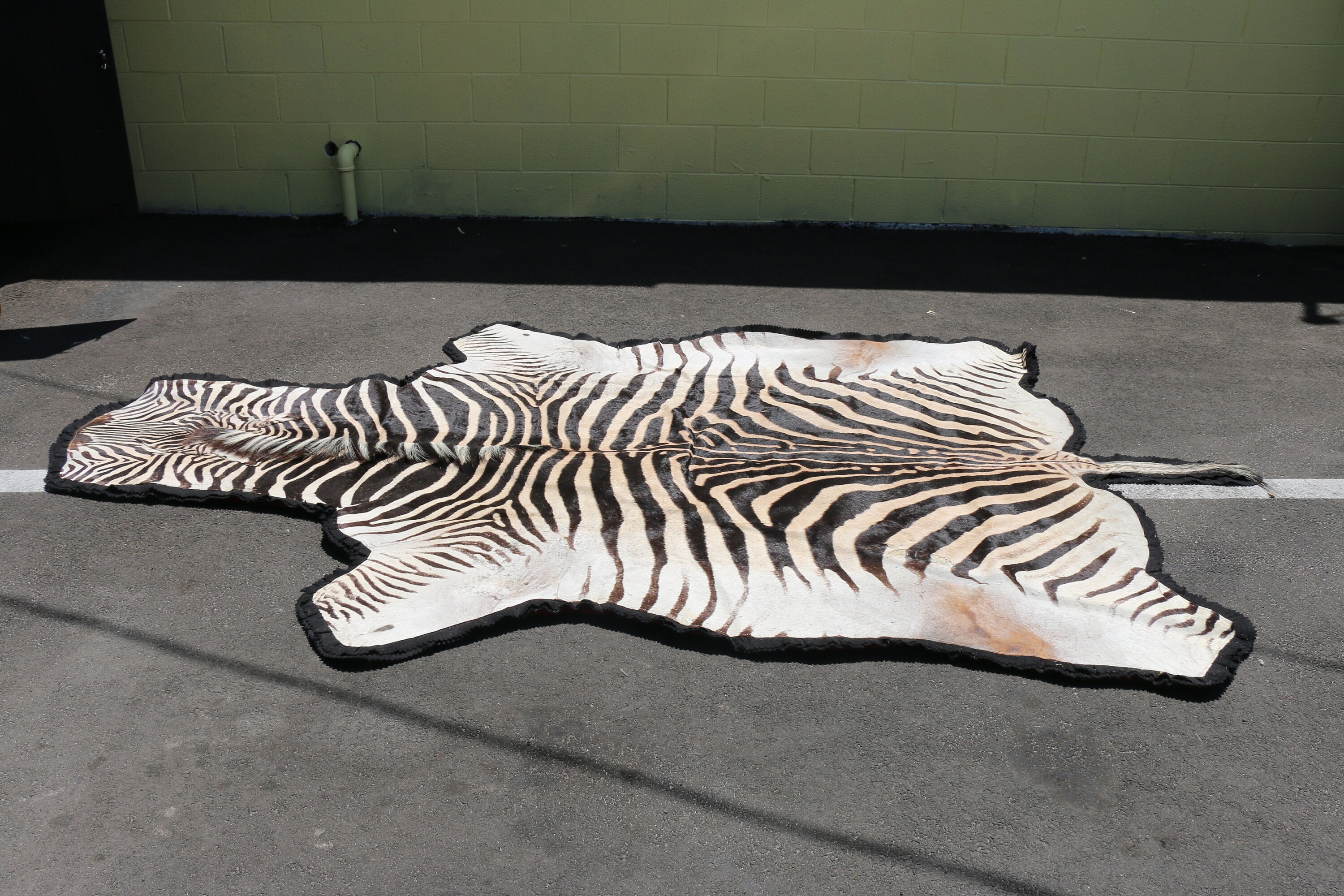 Animal Hide Rugs - Etsy Animal Hide Rugs - Etsy