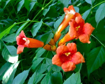 Organic trumpet vine seeds
