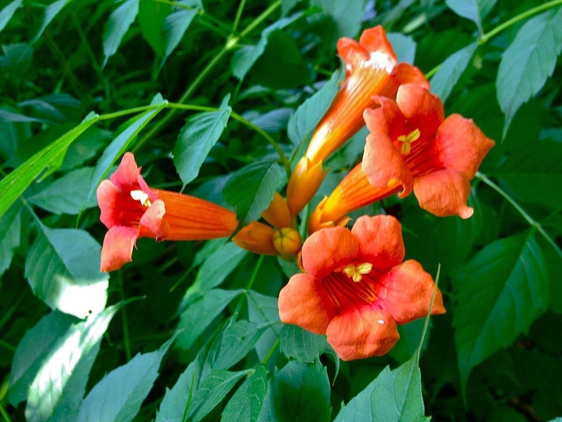 Organic Trumpet Vine Seeds Etsy Canada