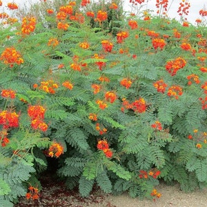 Organic Red bird of paradise seeds, pride of Barbados