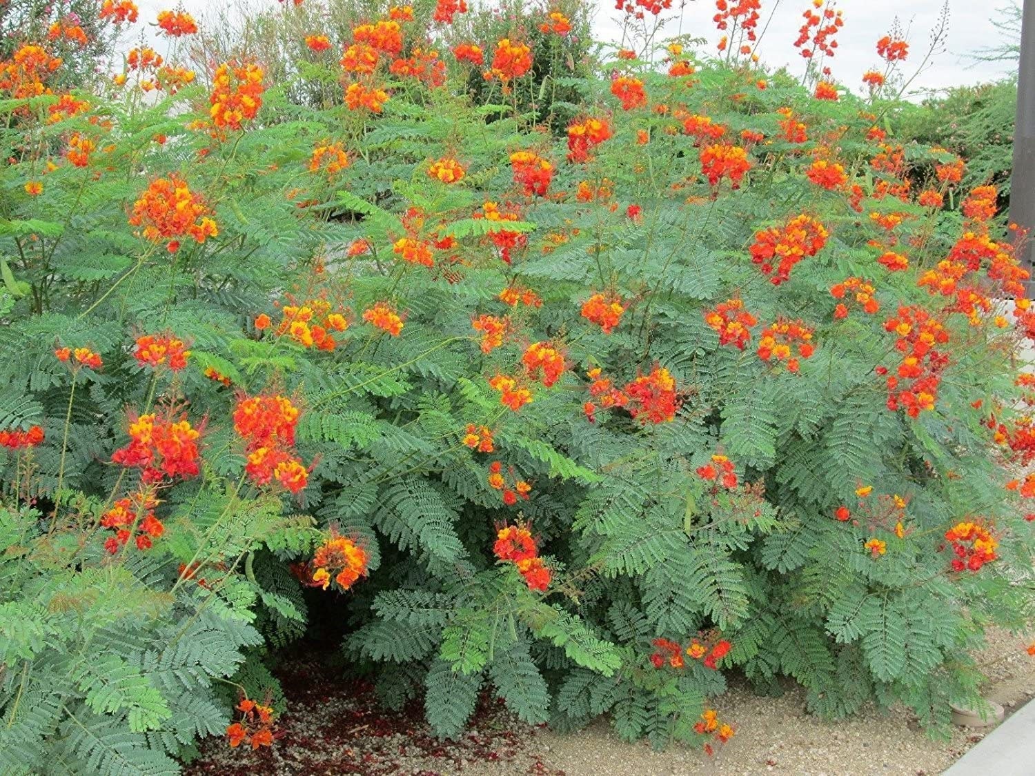 Organic Red bird of paradise seeds, pride of Barbados