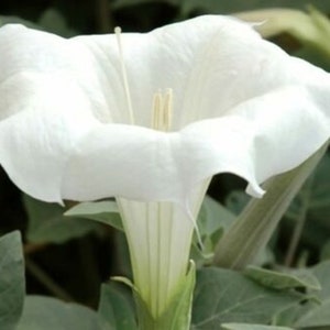 white trumpet flower seeds pack of 20