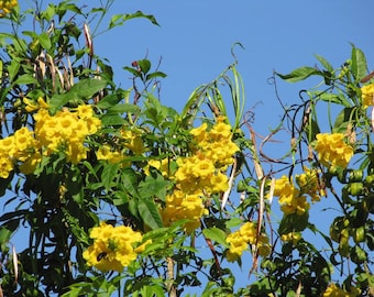 Yellow Elder seeds, Esperanza