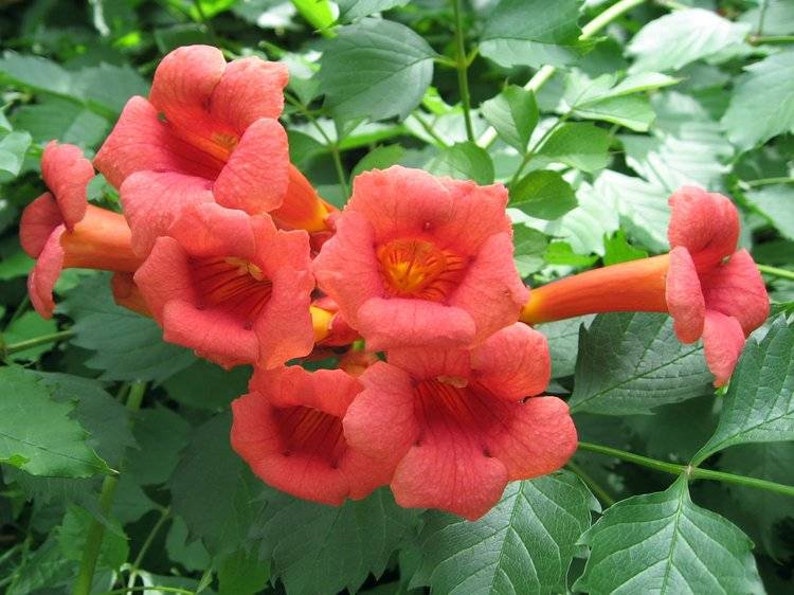 Organic Trumpet Vine Seeds Etsy Canada