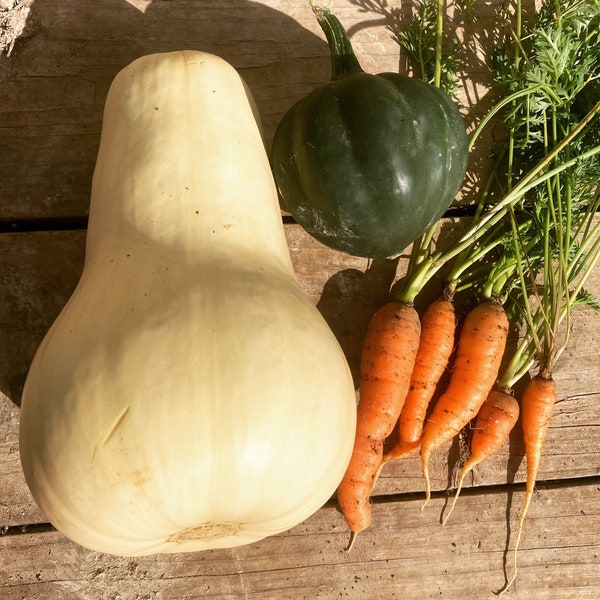 Organic butternut squash seeds