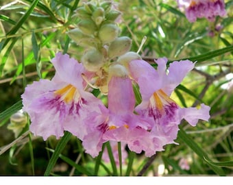 Desert willow seeds, pack of 20
