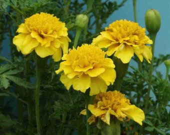 marigold seeds