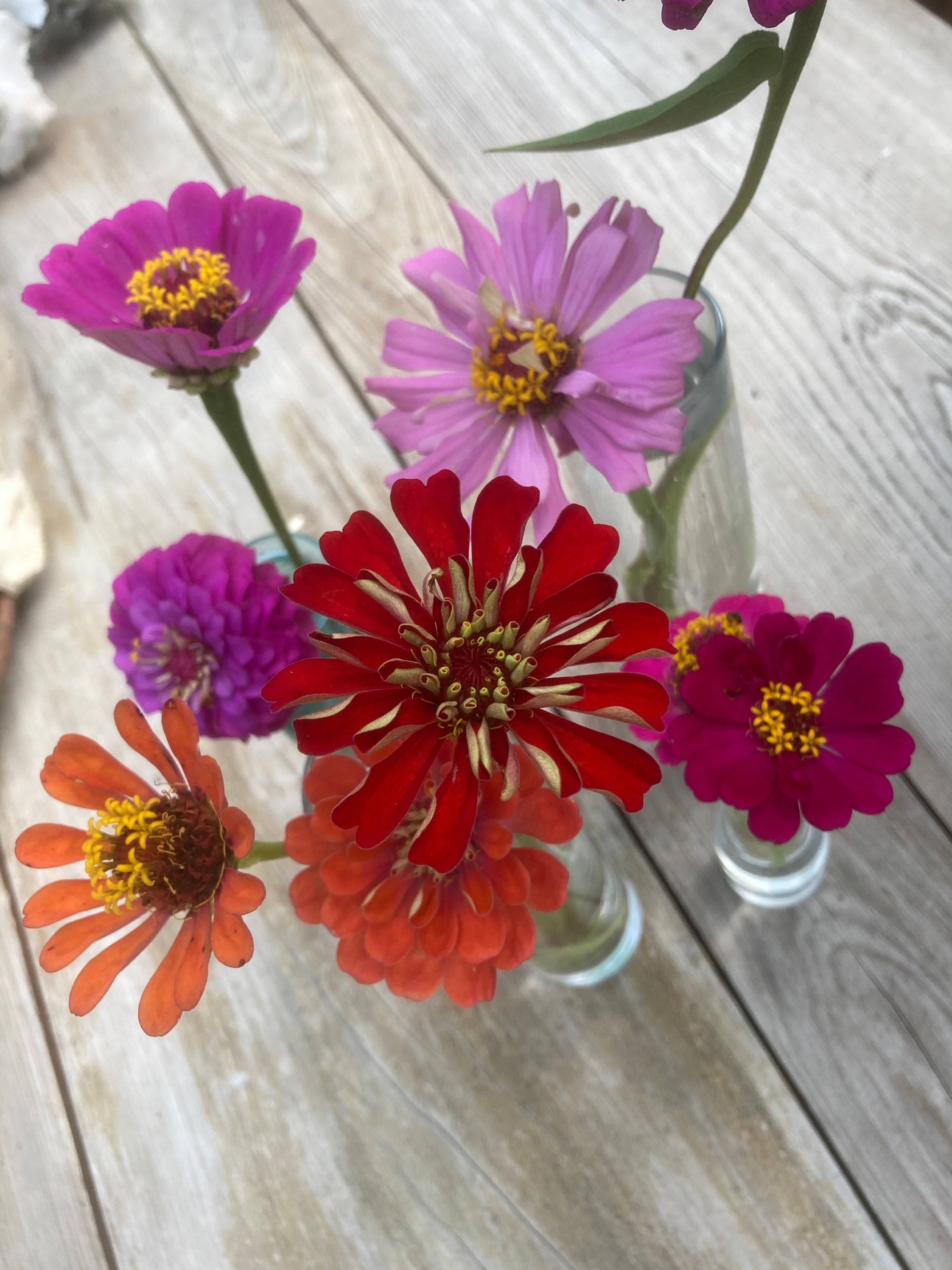 Zinnia seeds pack of 25 Etsy