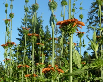 Organic Lions Ear seeds