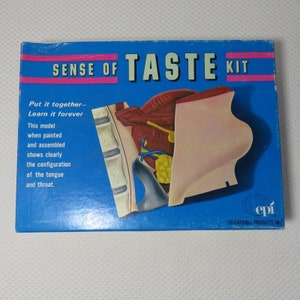 1970&#39;s Educational Products Sense Of Taste Model Kit Teaching Medical Anatomy
