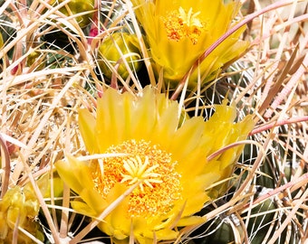 Barrel Bloom (Print - 8x10)