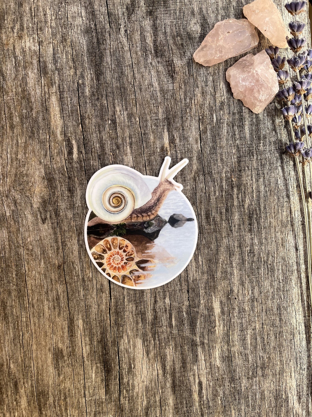 Snail Sticker - Etsy
