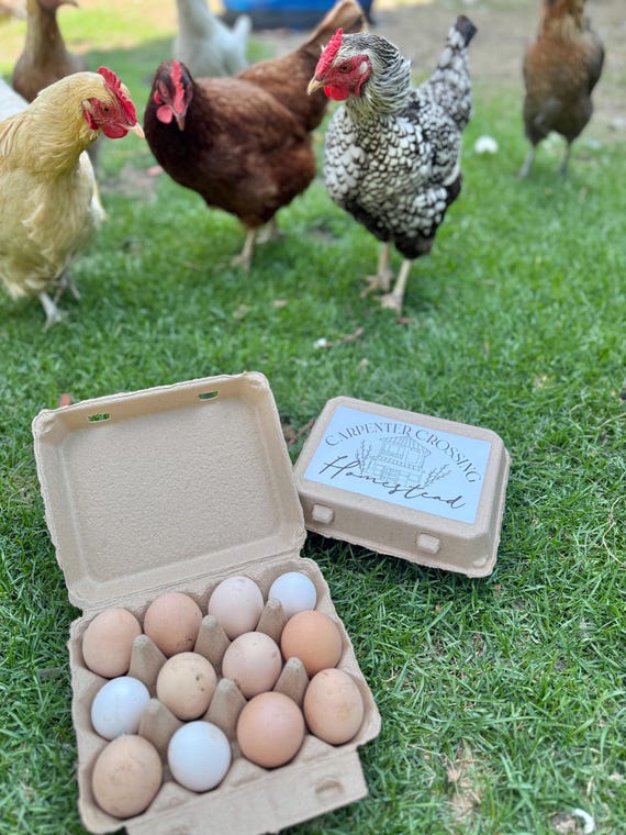 farm fresh chicken eggs
