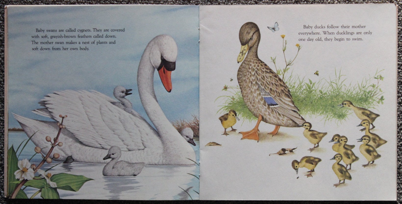 Animal Babies Harry Mcnaught 1977 Random House Inc. Etsy