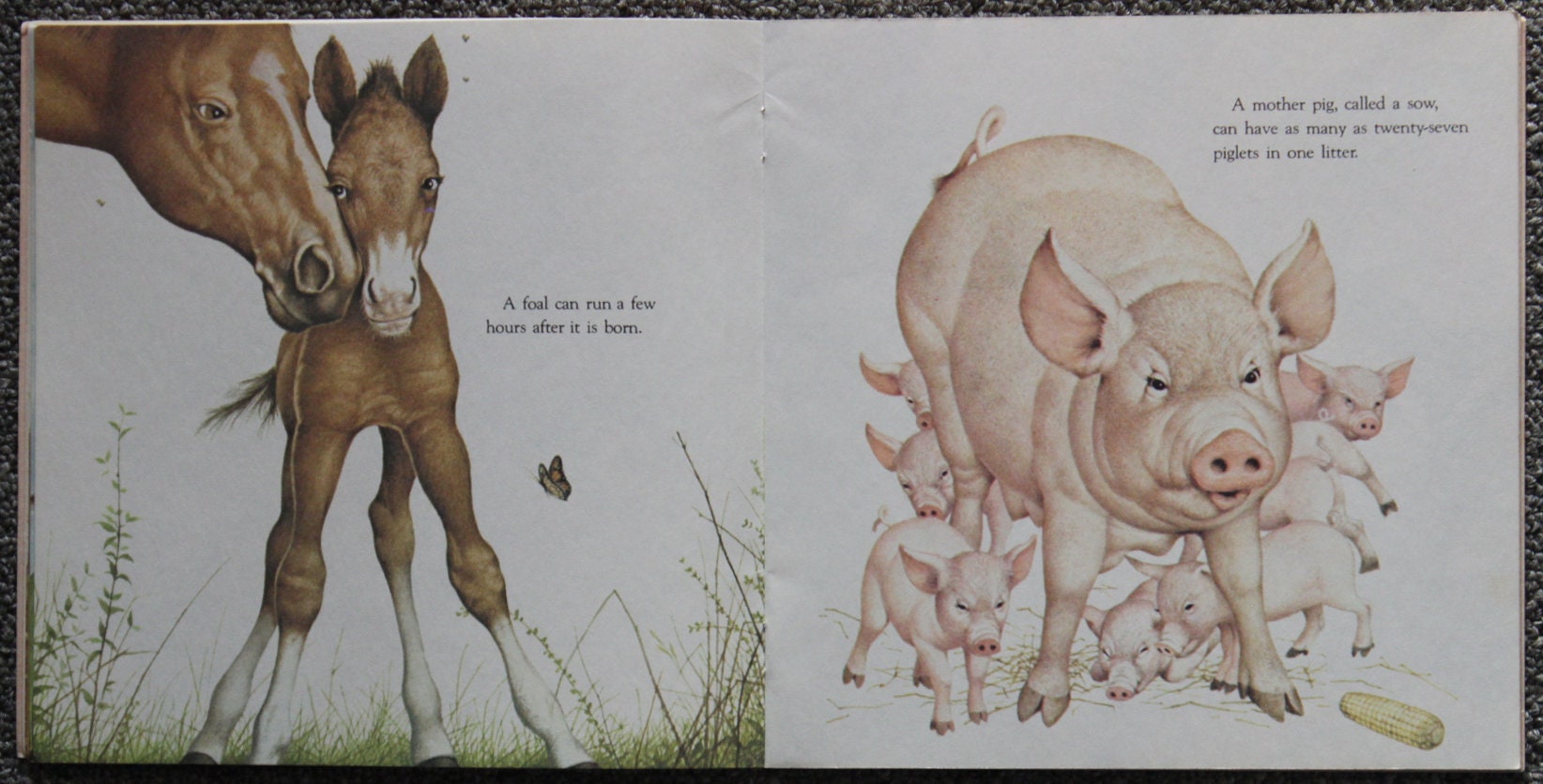 Animal Babies Harry Mcnaught 1977 Random House Inc. Etsy