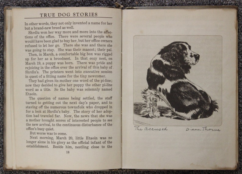May include: A black and white illustration of a dog sitting on a white surface. The dog is looking to the right. The text "The Accused" is written below the dog. The text "Diana Thorne" is written below "The Accused".