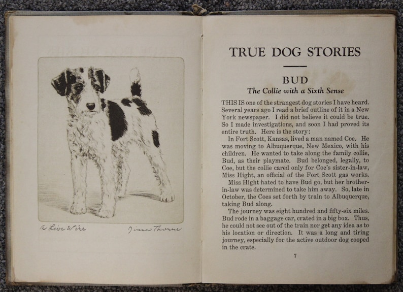 May include: A black and white illustration of a Collie dog, titled "A Live Wire" and signed "James Thorne". The illustration is from a book titled "True Dog Stories" with the chapter title "Bud: The Collie with a Sixth Sense".